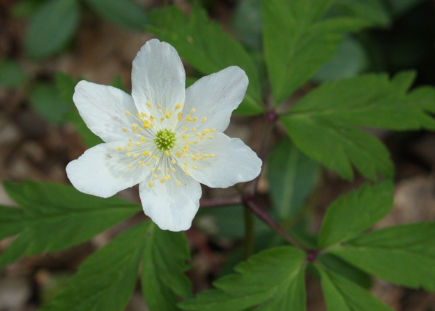 Anemone nemorosa